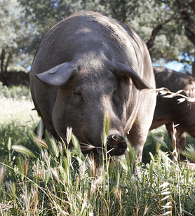 Cerdo ibérico en la Dehesa de Extremadura