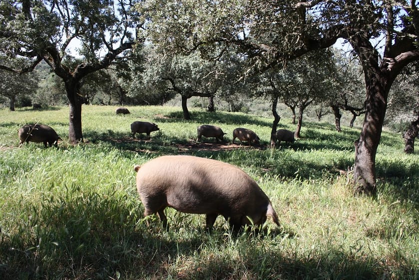 Cerdos ibéricos campan en libertad en la Dehesa extremeña